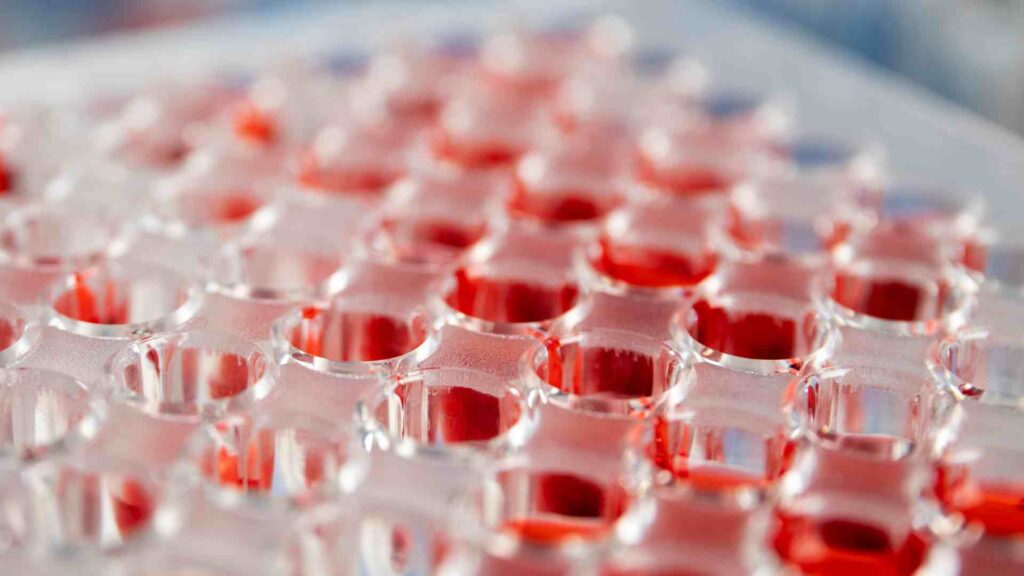 Laboratory microplate with red liquid samples for medical research